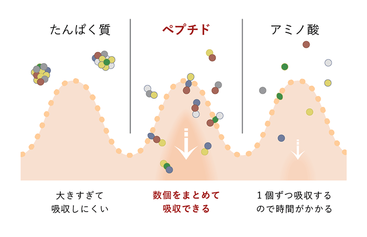 ペプチド化で栄養吸収率アップ原理